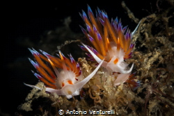 Two Cratena are quietly feeding on hydroids in the sea of... by Antonio Venturelli 